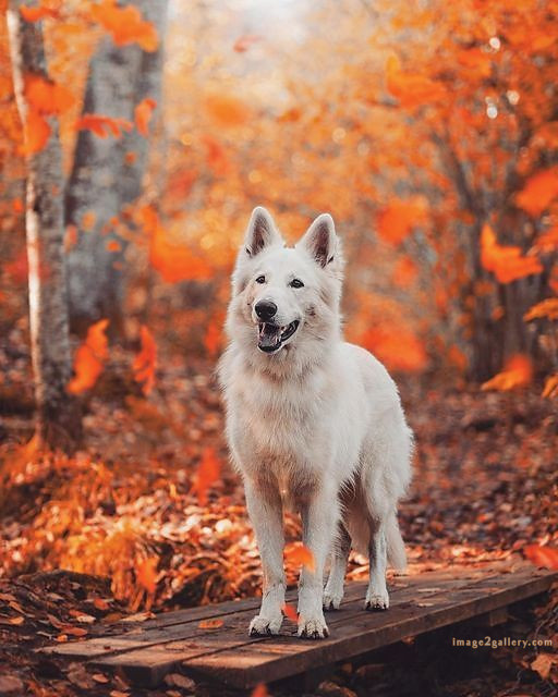 1100+ Dog Images Free Download | Cute Dog Pictures | 247 dog pictures -(9)