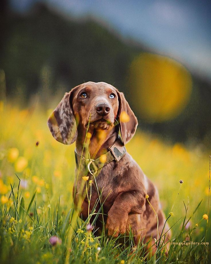 1100+ Dog Images Free Download | Cute Dog Pictures | 133 dog pictures cute -