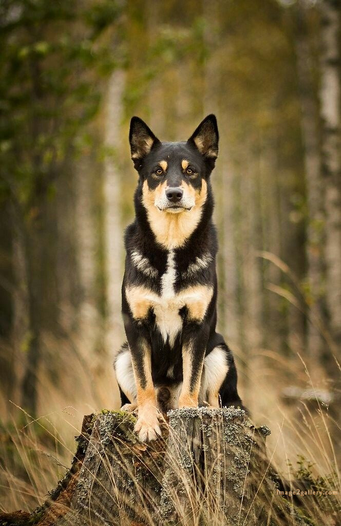 1100+ Dog Images Free Download | Cute Dog Pictures | 1 dog pictures cute -(1)