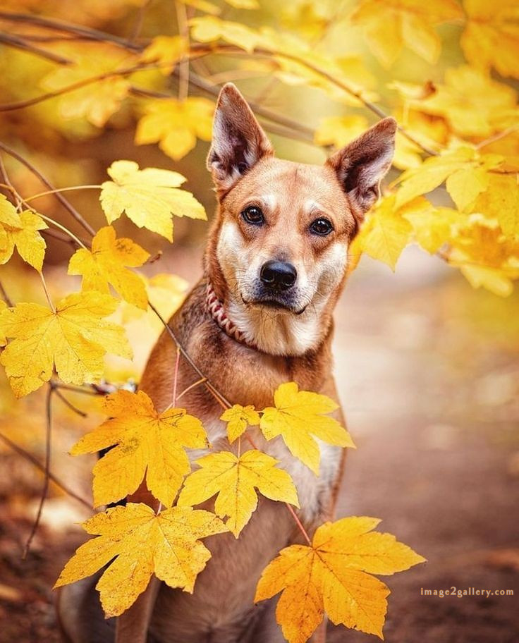 1100+ Dog Images Free Download | Cute Dog Pictures | 5 dog pictures cute -(10)