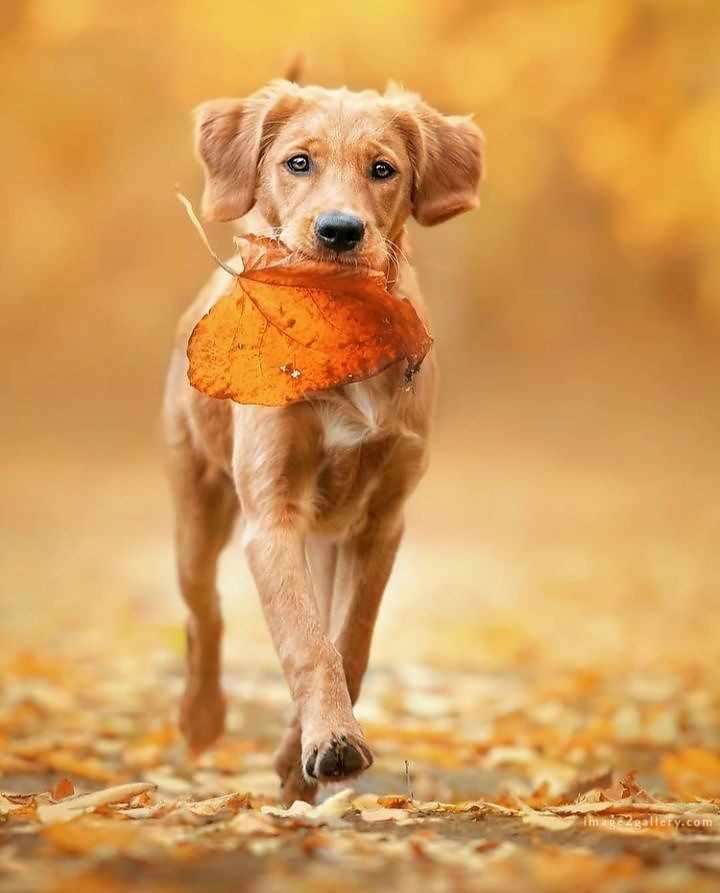 1100+ Dog Images Free Download | Cute Dog Pictures | 6 dog pictures cute -(11)