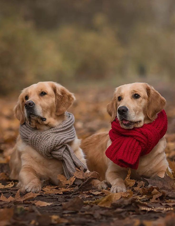 1100+ Dog Images Free Download | Cute Dog Pictures | 77 dog pictures cute -(12)