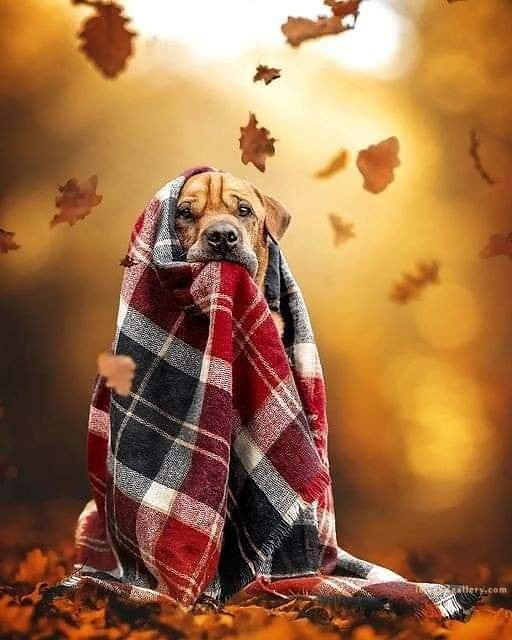 1100+ Dog Images Free Download | Cute Dog Pictures | 75 dog pictures cute -(13)