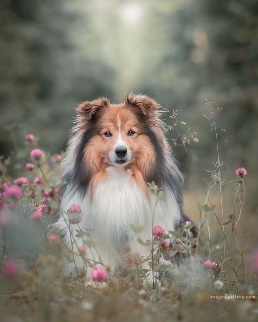 1100+ Dog Images Free Download | Cute Dog Pictures | 76 dog pictures cute -(14)