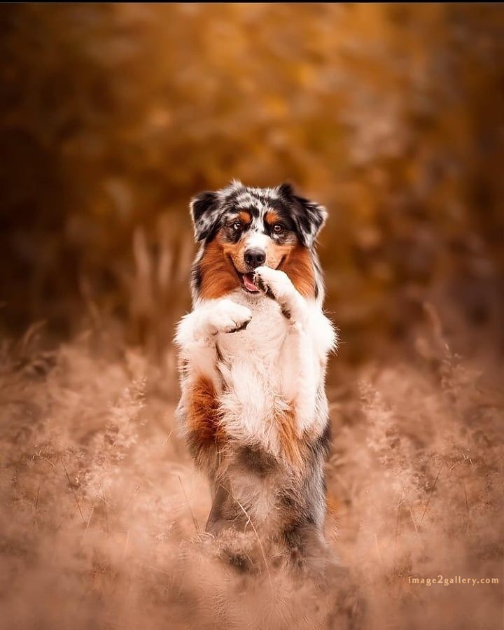 1100+ Dog Images Free Download | Cute Dog Pictures | 80 dog pictures cute -(15)