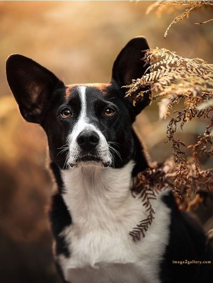 1100+ Dog Images Free Download | Cute Dog Pictures | 79 dog pictures cute -(16)