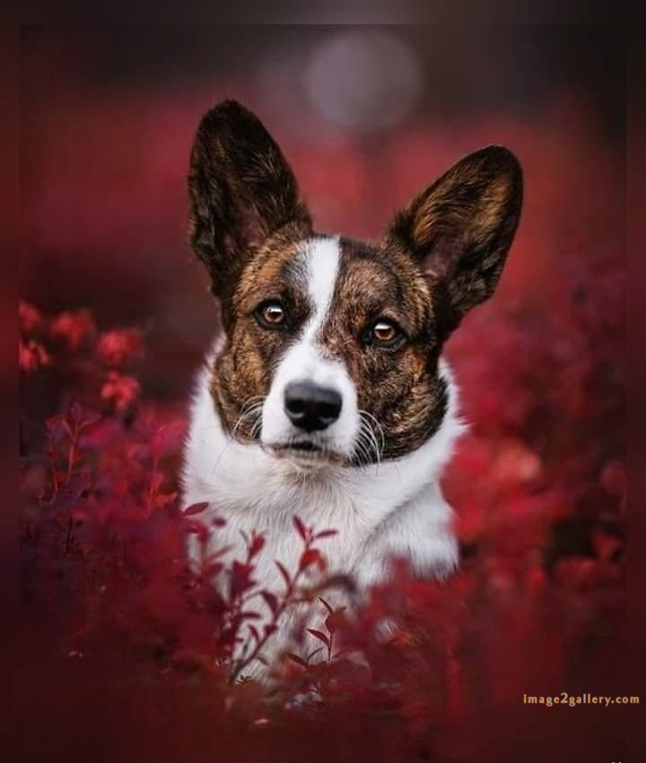 1100+ Dog Images Free Download | Cute Dog Pictures | 78 dog pictures cute -(17)