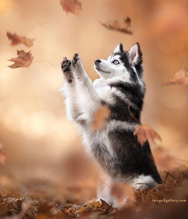 1100+ Dog Images Free Download | Cute Dog Pictures | 7 dog pictures cute -(18)
