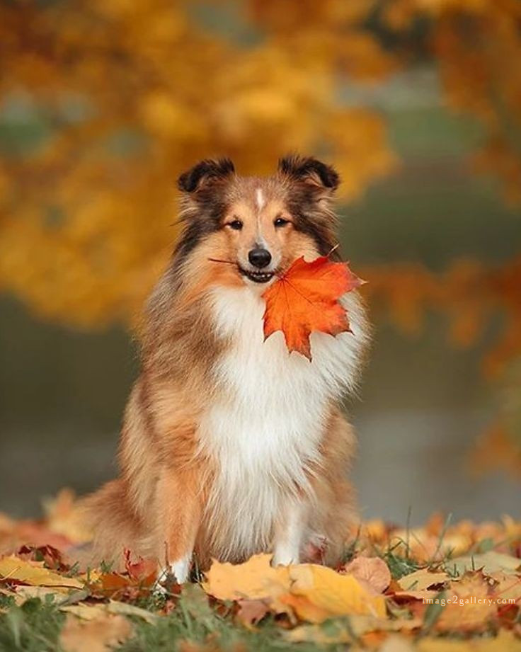 1100+ Dog Images Free Download | Cute Dog Pictures | 8 dog pictures cute -(19)