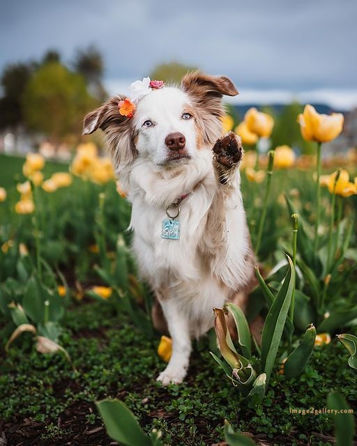 1100+ Dog Images Free Download | Cute Dog Pictures | 130 dog pictures cute -(2)