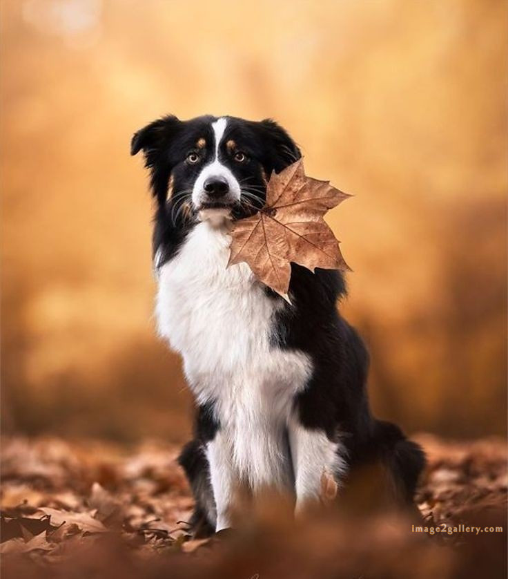 1100+ Dog Images Free Download | Cute Dog Pictures | 132 dog pictures cute -(20)
