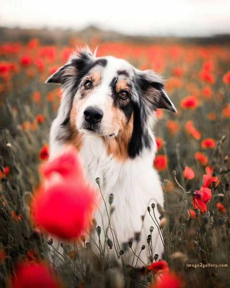 1100+ Dog Images Free Download | Cute Dog Pictures | 131 dog pictures cute -(4)
