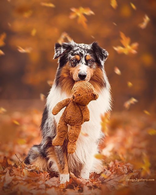 1100+ Dog Images Free Download | Cute Dog Pictures | 4 dog pictures cute -(5)