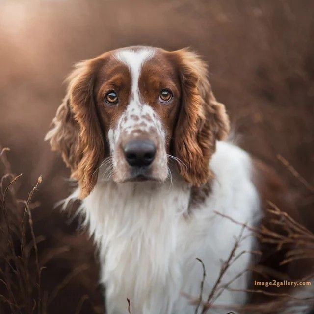 1100+ Dog Images Free Download | Cute Dog Pictures | 73 dog pictures cute -(6)