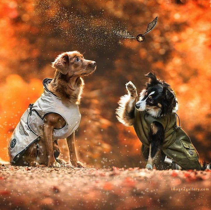 1100+ Dog Images Free Download | Cute Dog Pictures | 2 dog pictures cute -(7)