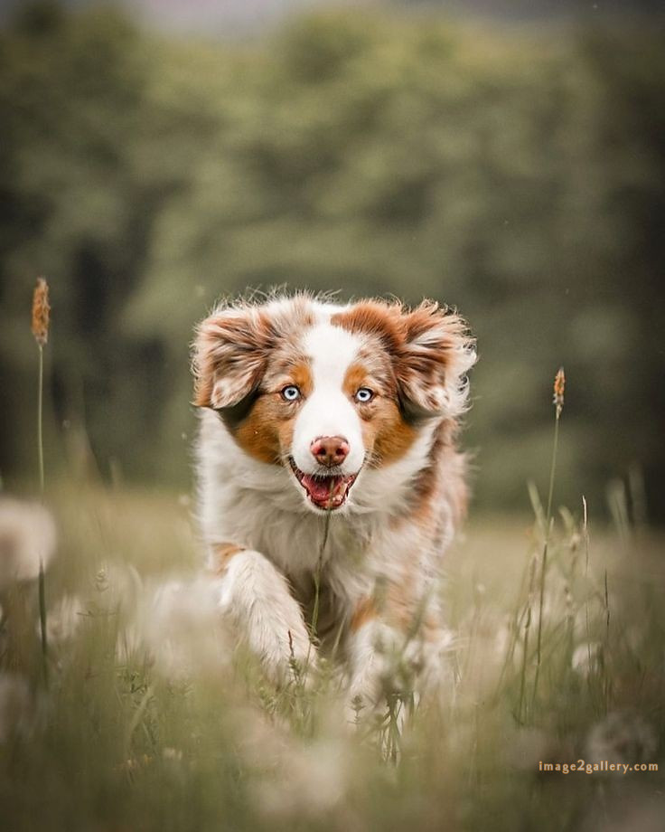 1100+ Dog Images Free Download | Cute Dog Pictures | 74 dog pictures cute -(8)
