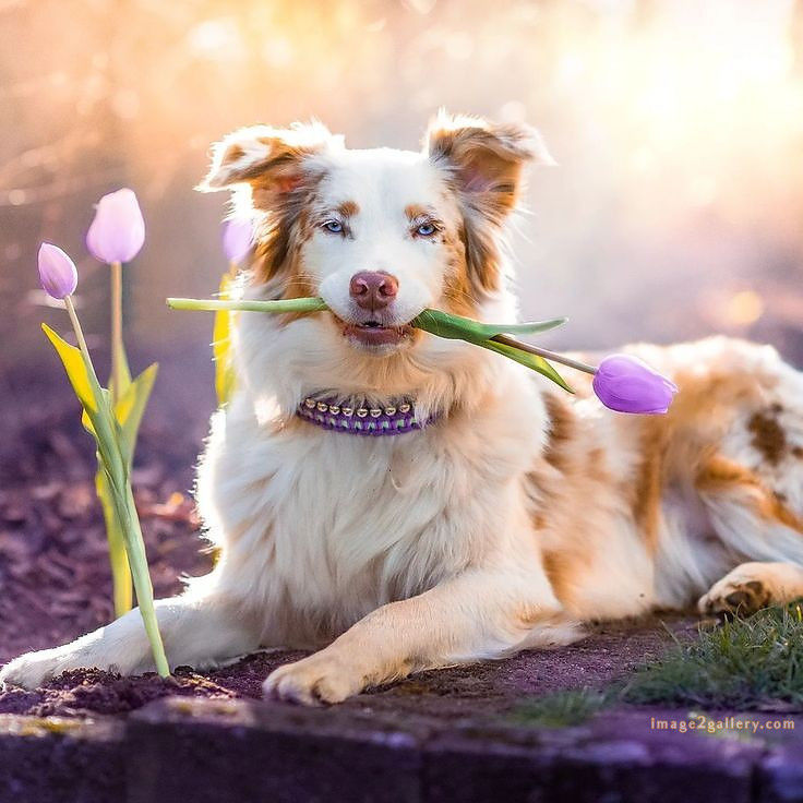 1100+ Dog Images Free Download | Cute Dog Pictures | 3 dog pictures cute -(9)