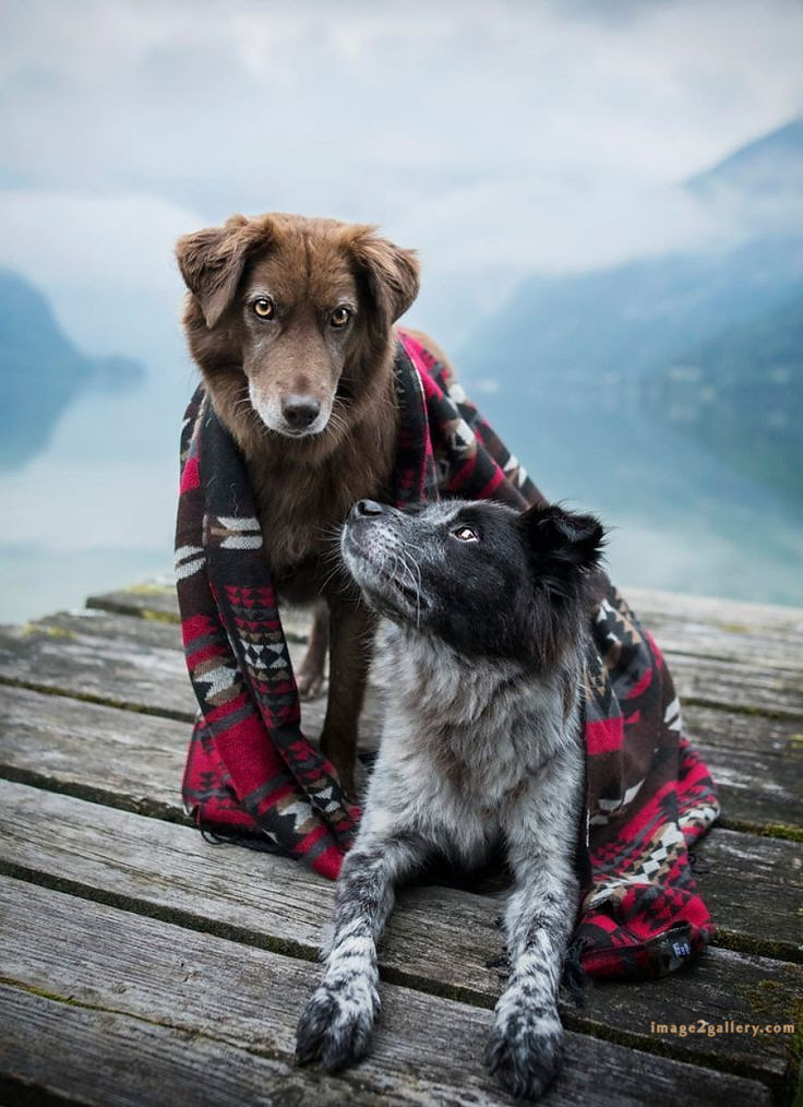 1100+ Dog Images Free Download | Cute Dog Pictures | 82 dog pictures funny -