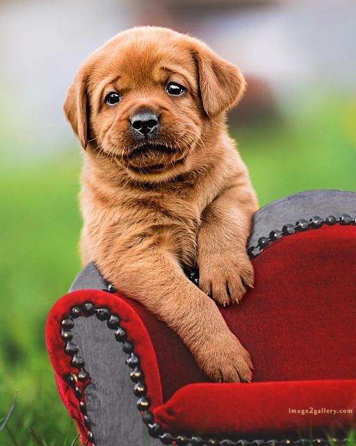 1100+ Dog Images Free Download | Cute Dog Pictures | 137 dog pictures funny -(10)