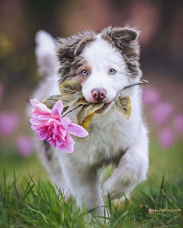 1100+ Dog Images Free Download | Cute Dog Pictures | 139 dog pictures funny -(11)