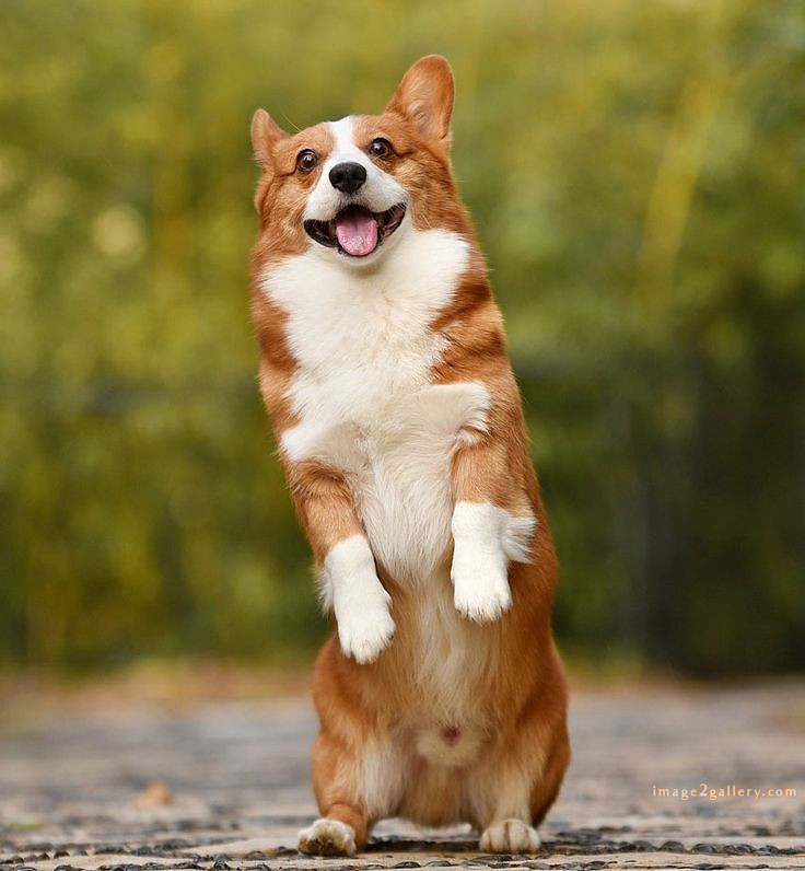 1100+ Dog Images Free Download | Cute Dog Pictures | 140 dog pictures funny -(12)