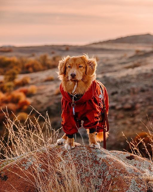 1100+ Dog Images Free Download | Cute Dog Pictures | 16 dog pictures funny -(13)