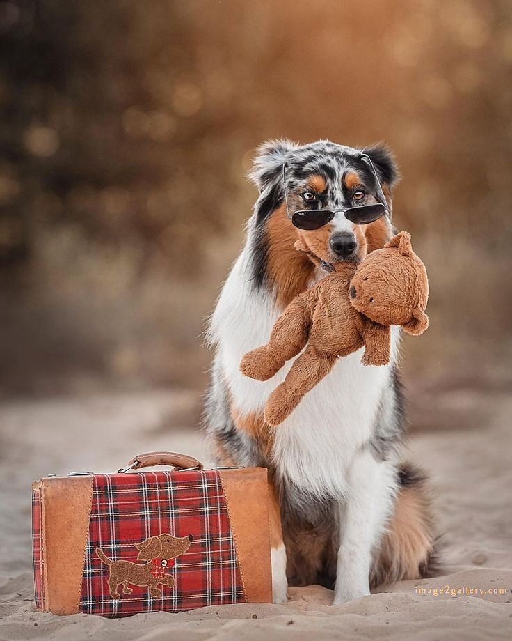 1100+ Dog Images Free Download | Cute Dog Pictures | 13 dog pictures funny -(14)