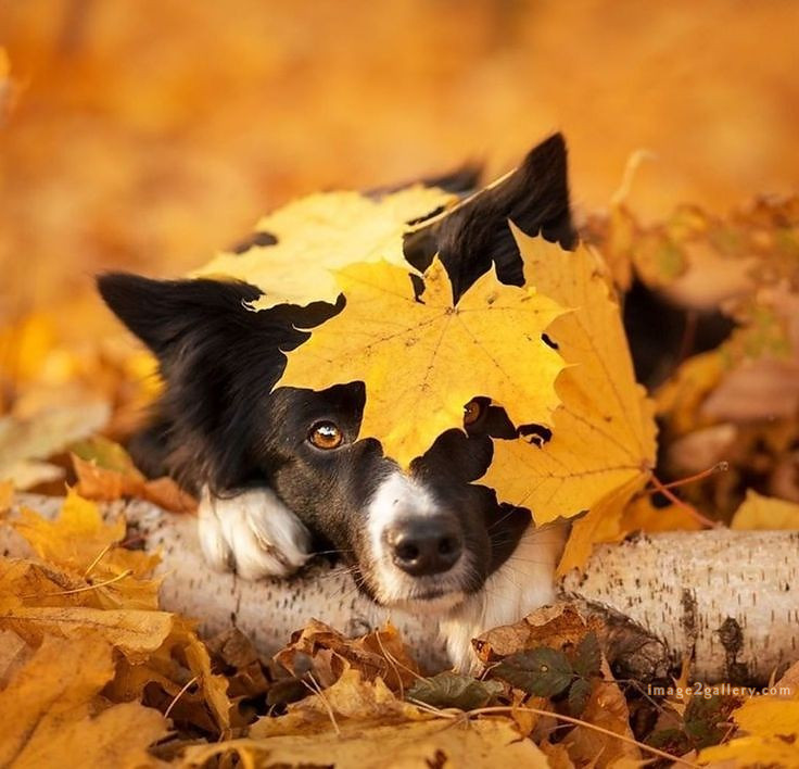 1100+ Dog Images Free Download | Cute Dog Pictures | 141 dog pictures funny -(15)