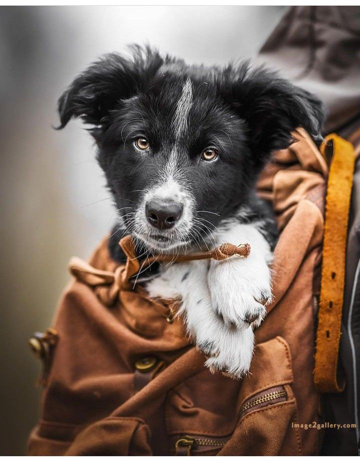 1100+ Dog Images Free Download | Cute Dog Pictures | 14 dog pictures funny -(16)