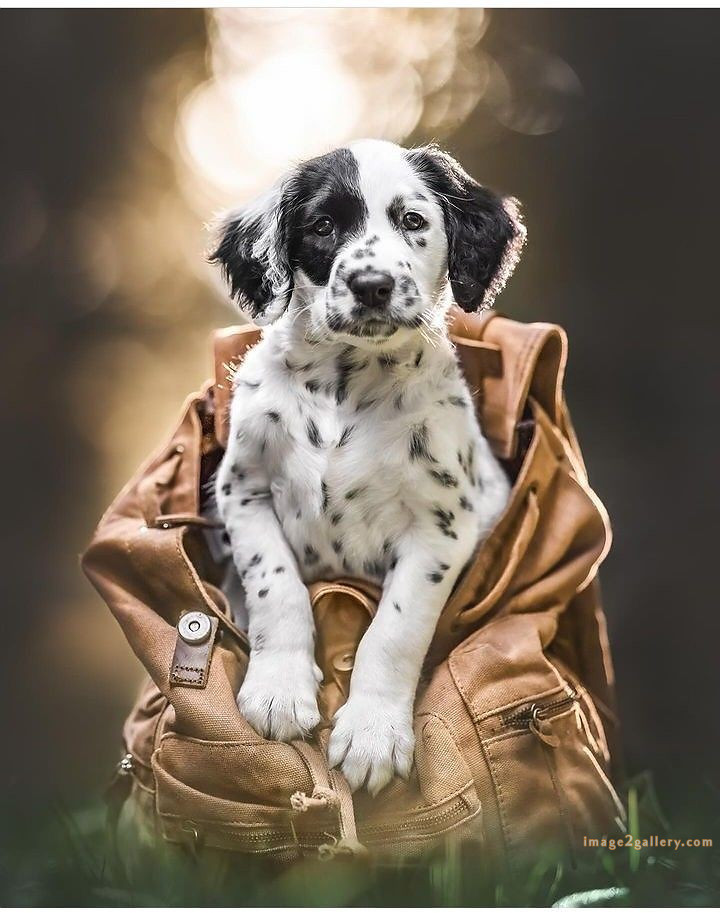 1100+ Dog Images Free Download | Cute Dog Pictures | 15 dog pictures funny -(17)