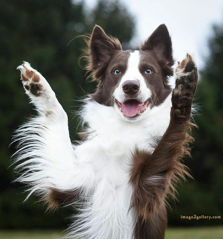 1100+ Dog Images Free Download | Cute Dog Pictures | 142 dog pictures funny -(18)