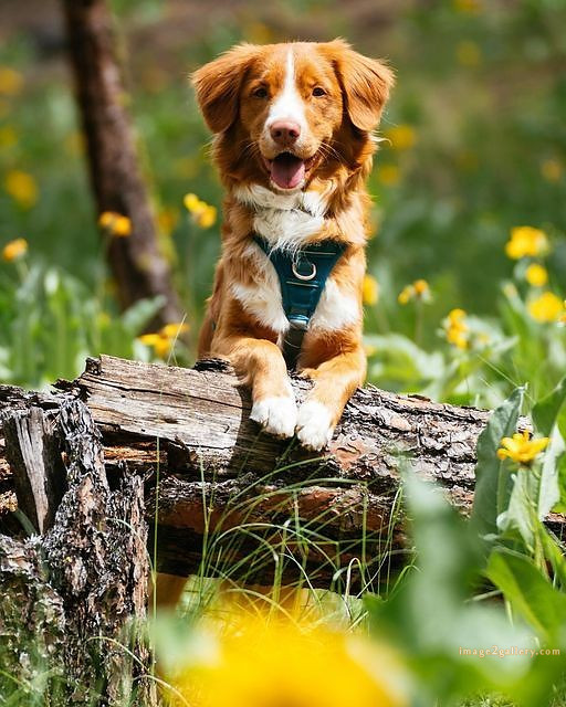 1100+ Dog Images Free Download | Cute Dog Pictures | 144 dog pictures funny -(19)