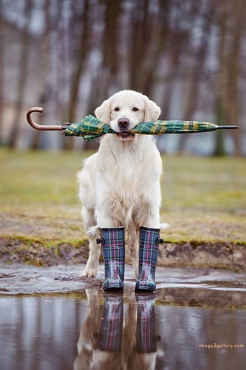 1100+ Dog Images Free Download | Cute Dog Pictures | 134 dog pictures funny -(2)