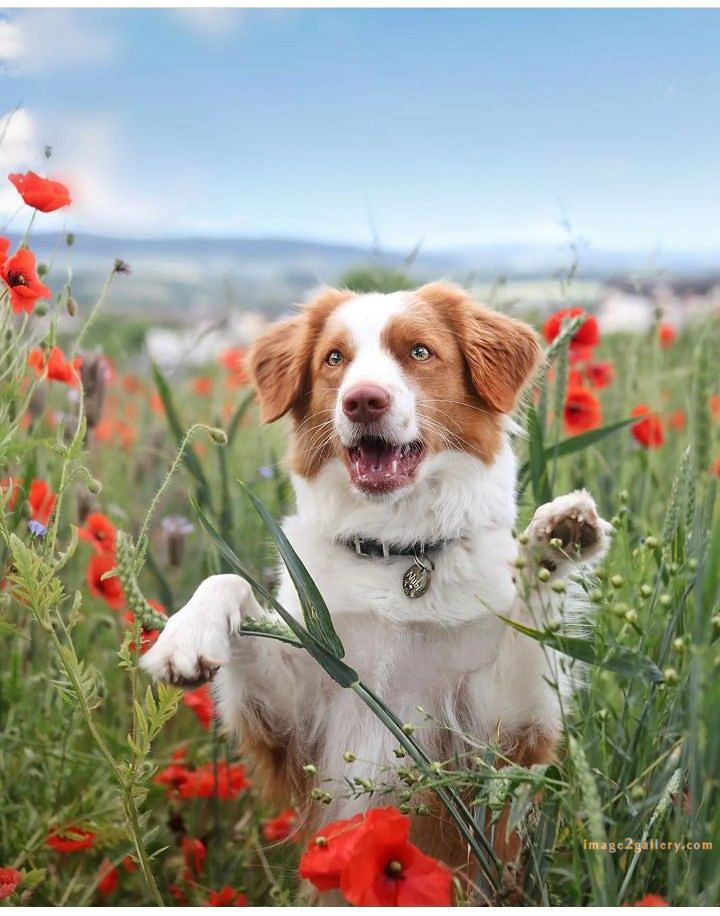 1100+ Dog Images Free Download | Cute Dog Pictures | 143 dog pictures funny -(20)