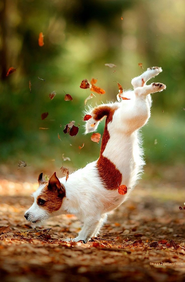 1100+ Dog Images Free Download | Cute Dog Pictures | 136 dog pictures funny -(4)