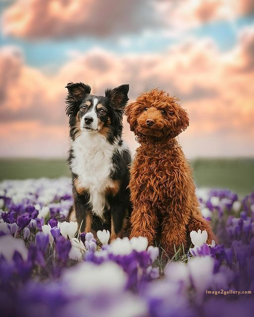 1100+ Dog Images Free Download | Cute Dog Pictures | 81 dog pictures funny -(5)