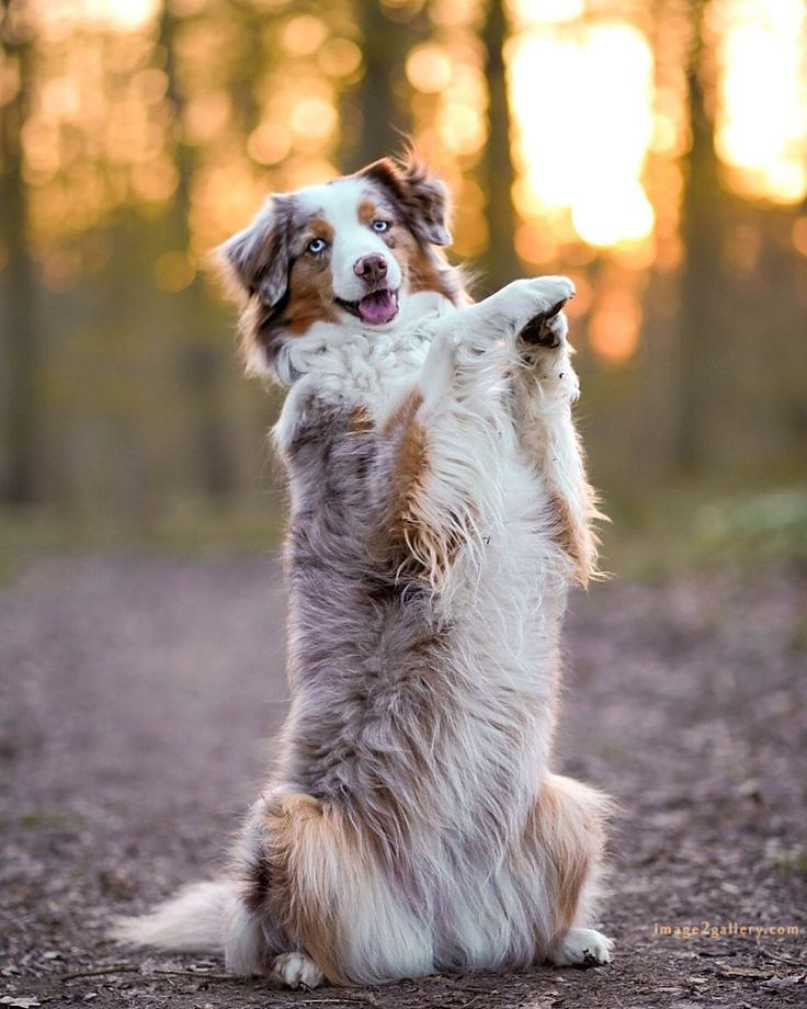 1100+ Dog Images Free Download | Cute Dog Pictures | 9 dog pictures funny -(6)