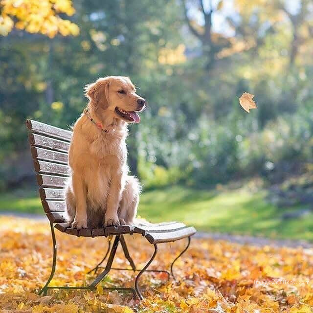 1100+ Dog Images Free Download | Cute Dog Pictures | 10 dog pictures funny -(7)