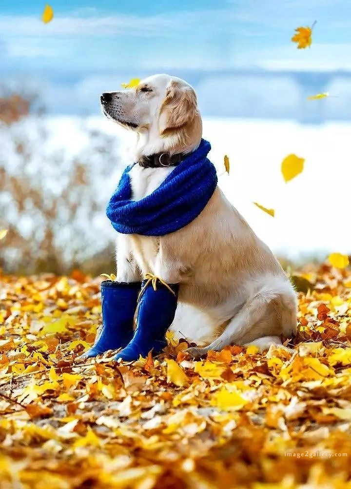 1100+ Dog Images Free Download | Cute Dog Pictures | 11 dog pictures funny -(8)