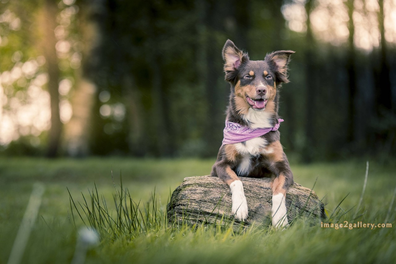 1100+ Dog Images Free Download | Cute Dog Pictures | 138 dog pictures funny -(9)