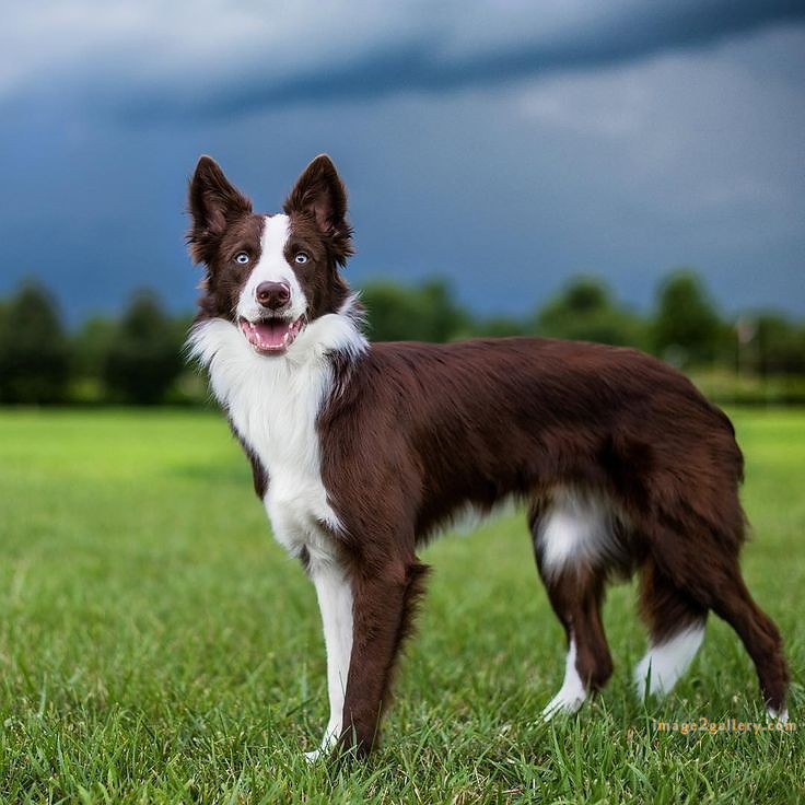 1100+ Dog Images Free Download | Cute Dog Pictures | 145 dog pictures gallery -(1)