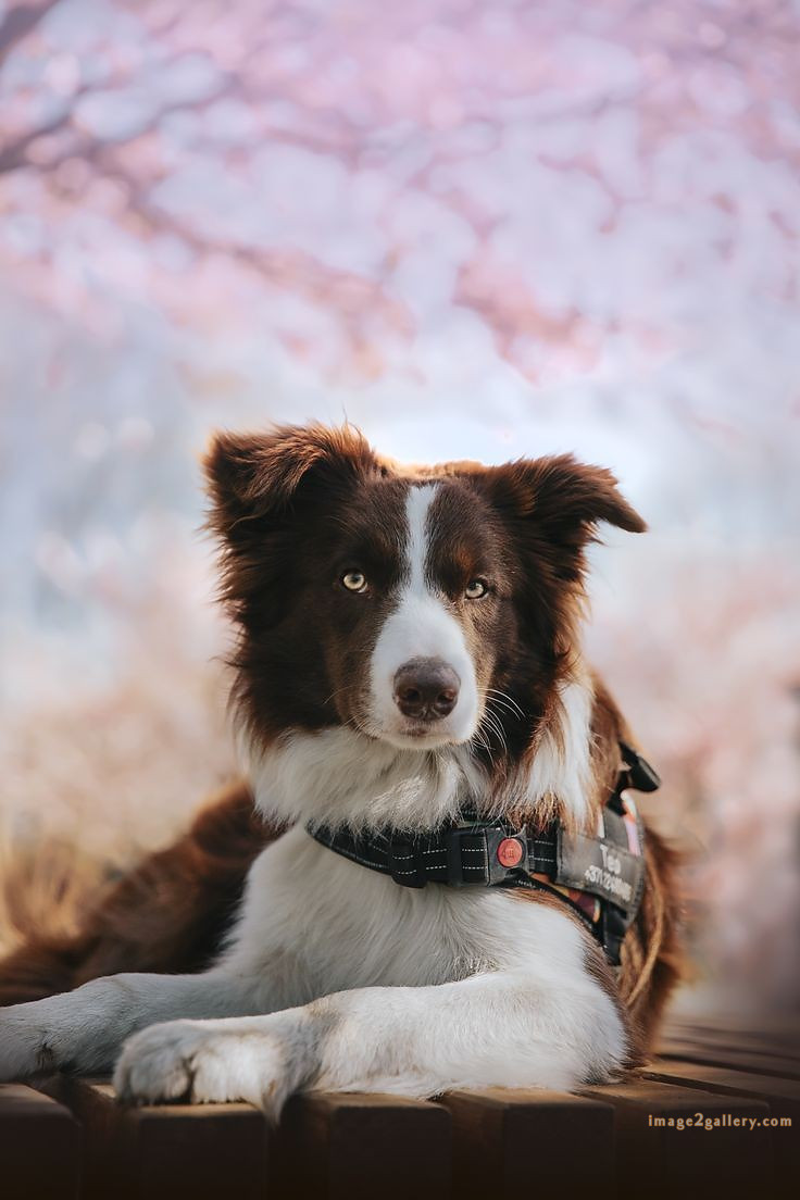 1100+ Dog Images Free Download | Cute Dog Pictures | 151 dog pictures gallery -(10)