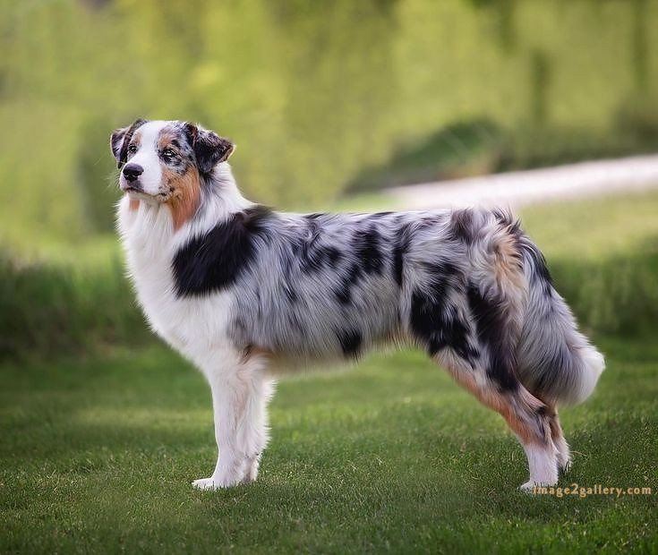 1100+ Dog Images Free Download | Cute Dog Pictures | 18 dog pictures gallery -(11)