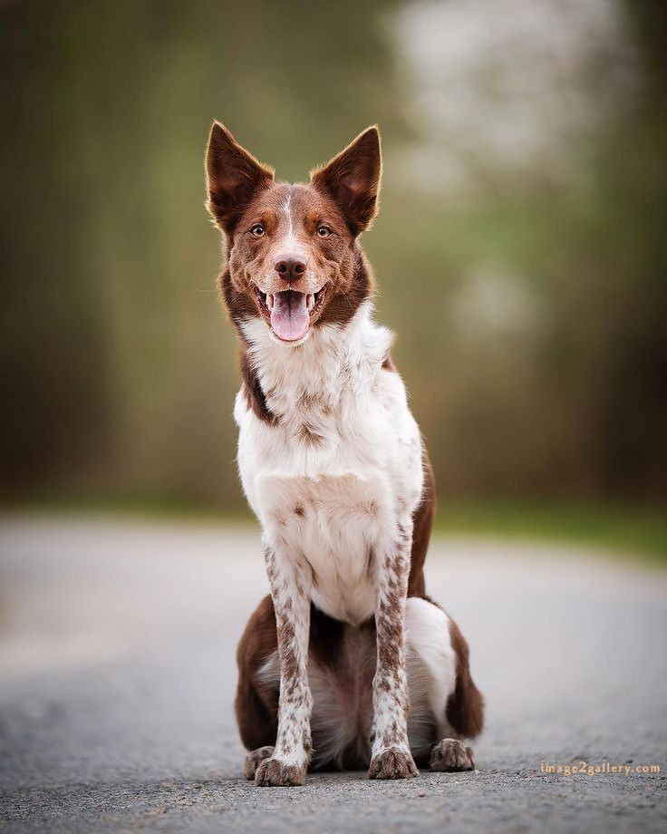 1100+ Dog Images Free Download | Cute Dog Pictures | 19 dog pictures gallery -(12)