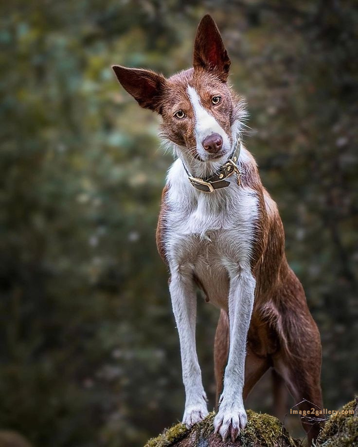 1100+ Dog Images Free Download | Cute Dog Pictures | 153 dog pictures gallery -(13)