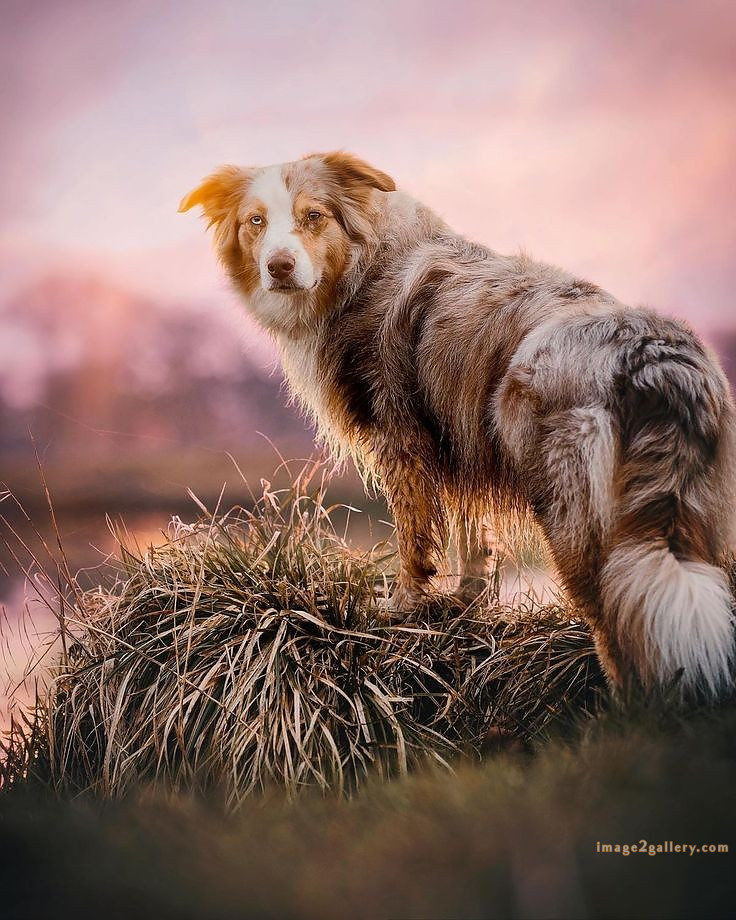 1100+ Dog Images Free Download | Cute Dog Pictures | 152 dog pictures gallery -(14)