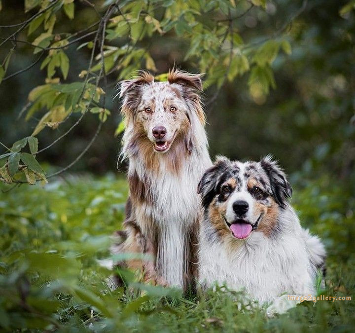 1100+ Dog Images Free Download | Cute Dog Pictures | 85 dog pictures gallery -(15)