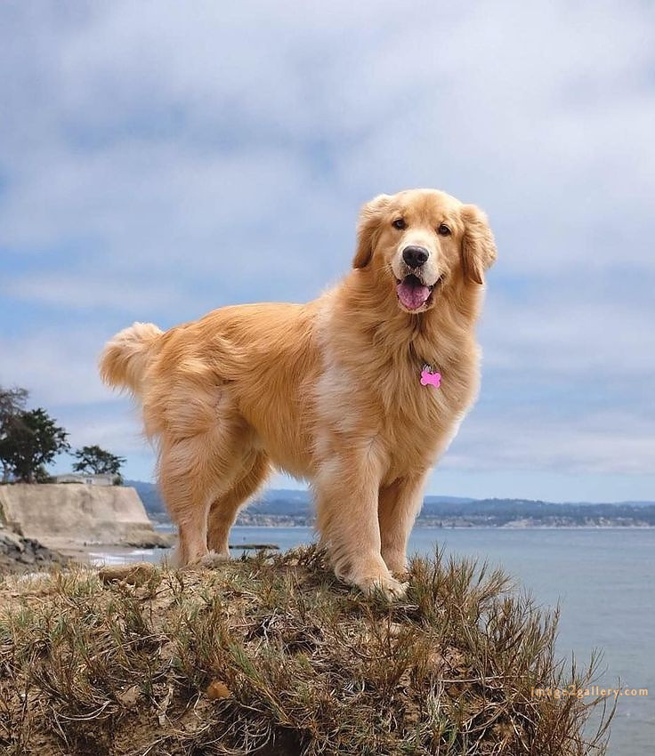 1100+ Dog Images Free Download | Cute Dog Pictures | 154 dog pictures gallery -(17)