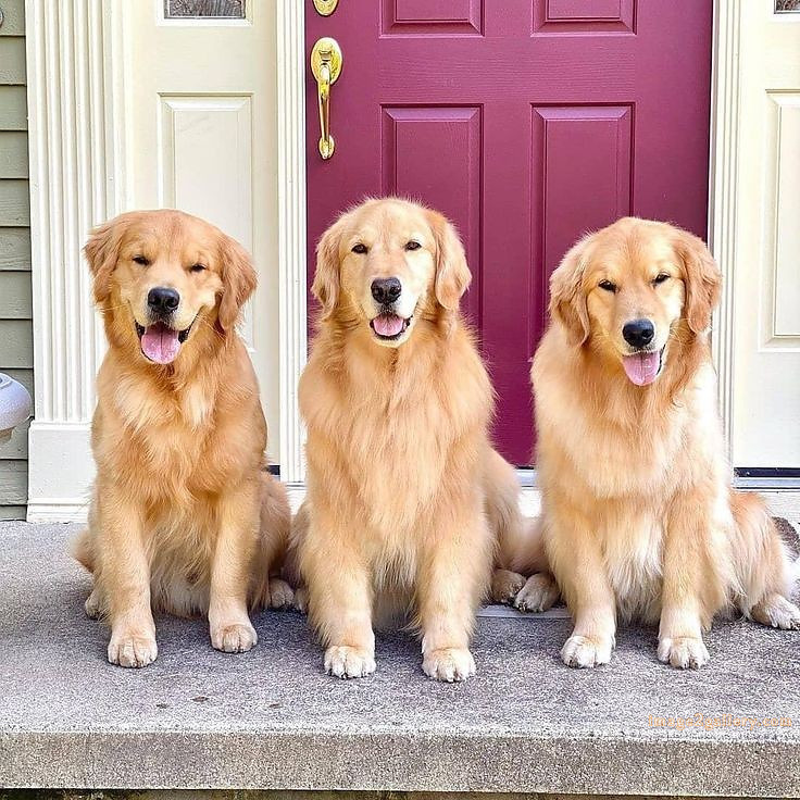 1100+ Dog Images Free Download | Cute Dog Pictures | 22 dog pictures gallery -(18)