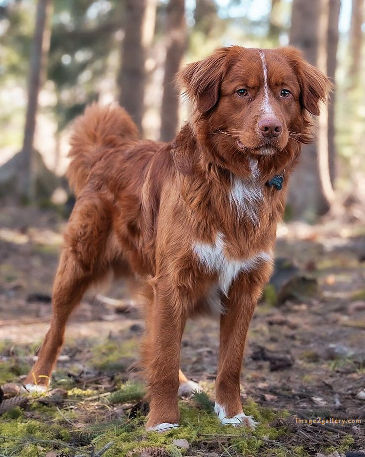1100+ Dog Images Free Download | Cute Dog Pictures | 87 dog pictures gallery -(19)
